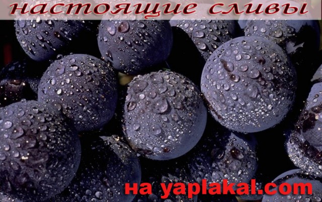 Агитационныe плакаты для ЯПлакалъ