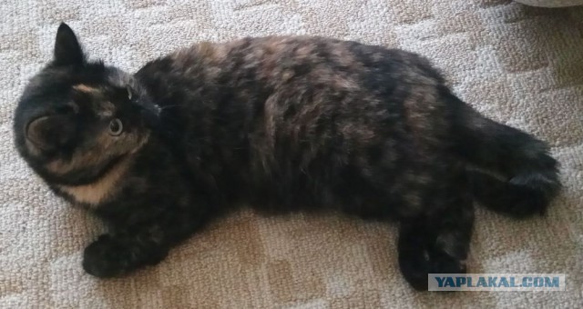Котовторник  31.07.2018