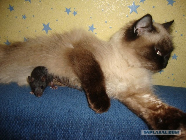 Котовторник уже сегодня!