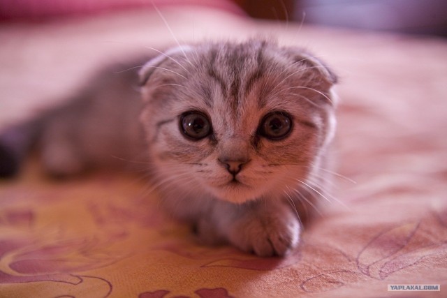 Котовторник  07.06.11