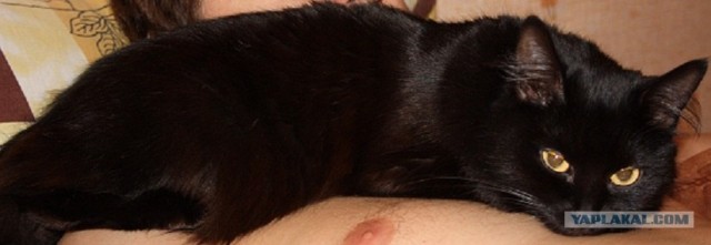 Котовторник объявляется открытым!