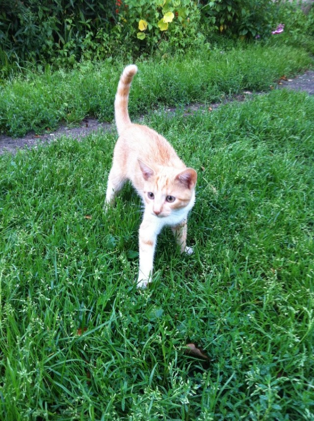 Десантный котовторник