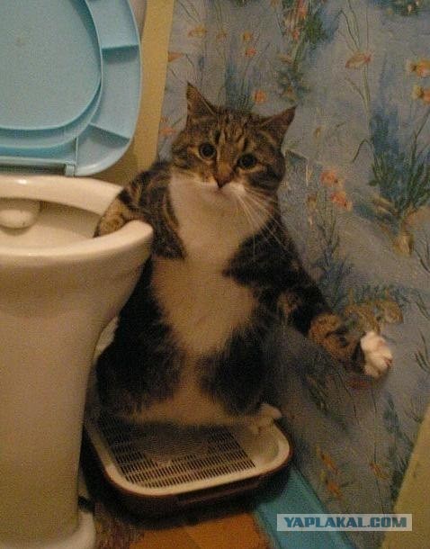 А ты приучил?