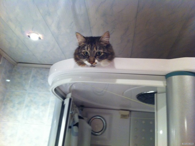 Котовторник! 08.11.11
