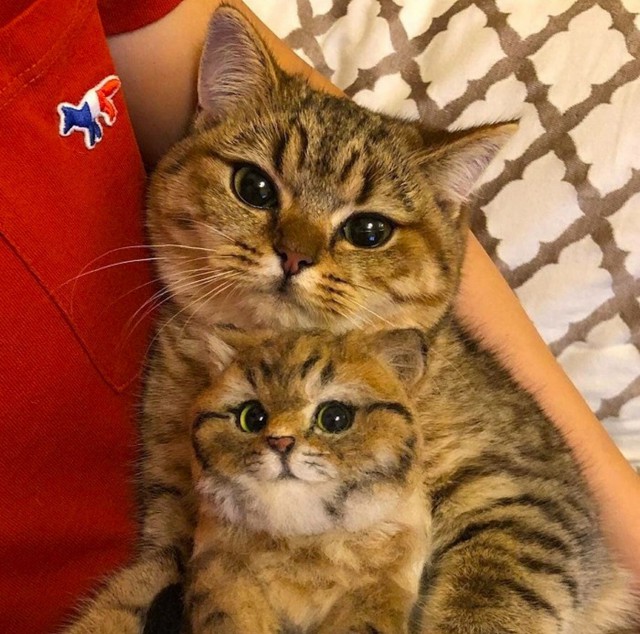 Прикольных котов пост