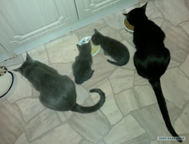 Котовторник (21.02.2012)