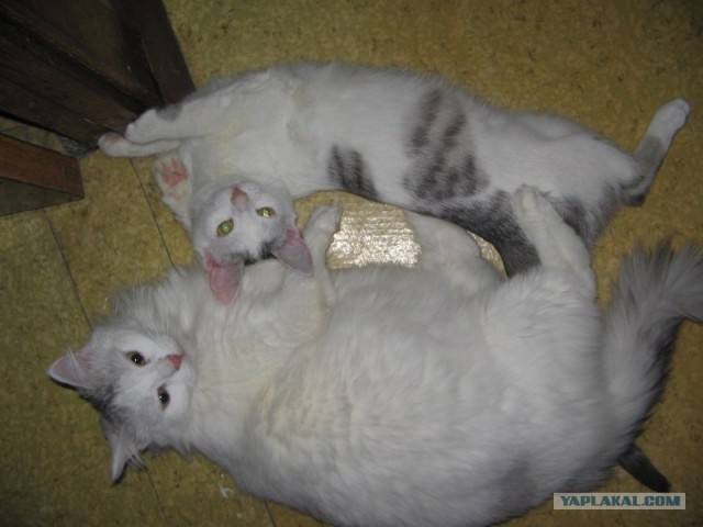 Котовторник  от 3.04.2012