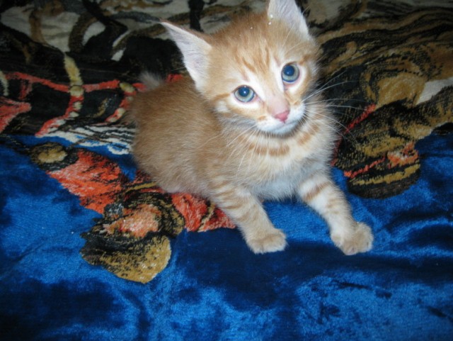 Котовторник  12. 06. 2012