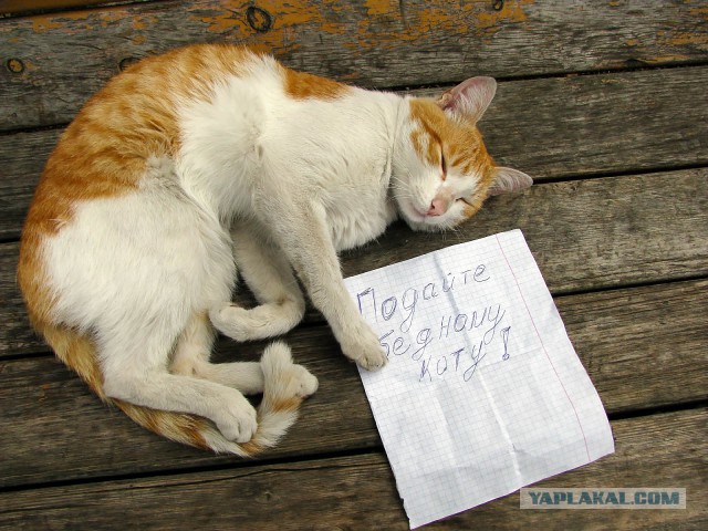 Котовторник 29.01.2019!