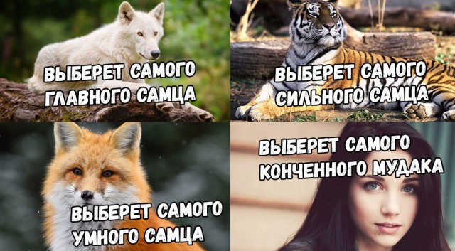 Нестандартный юмор