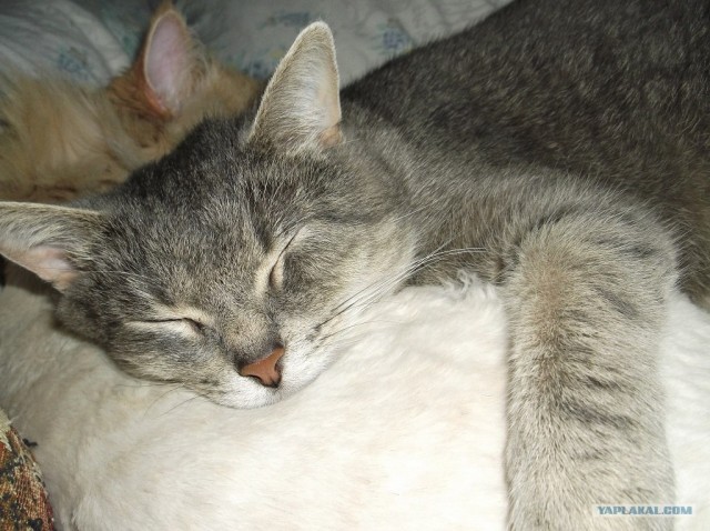 Котовторник 30.10.2012