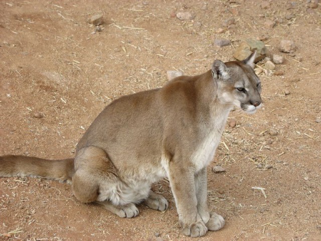 Дикий котовторник