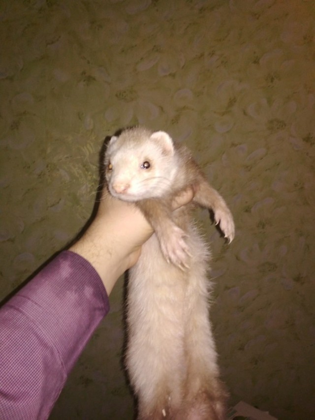 Живность из сети