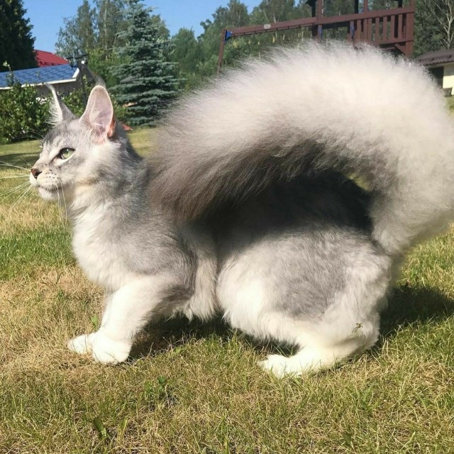 Котобелочка