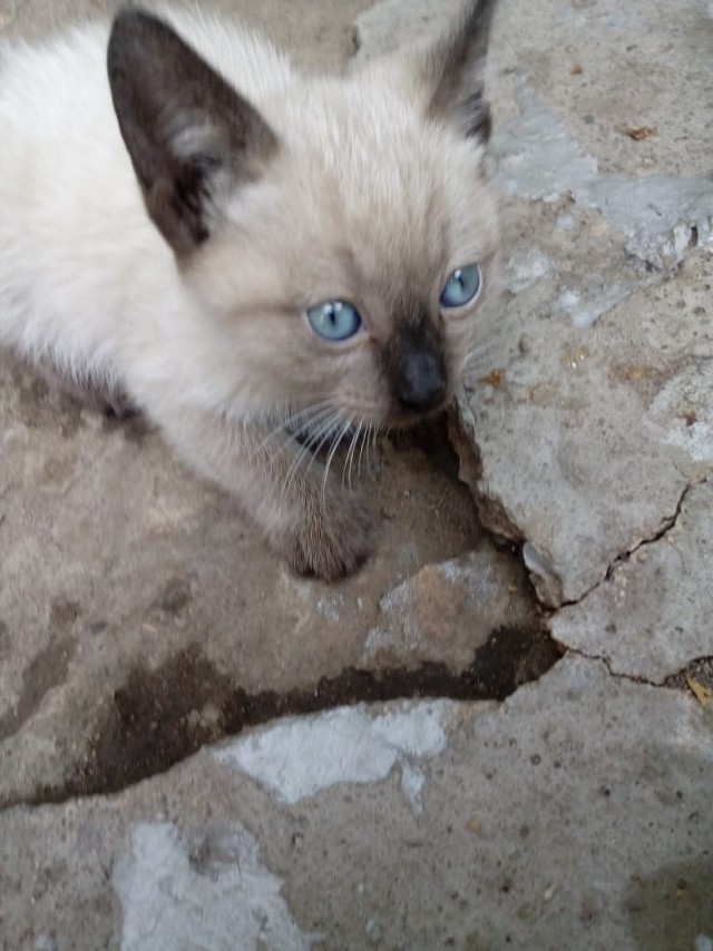 Забавные фото котеек