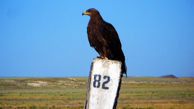 Живность от hissen