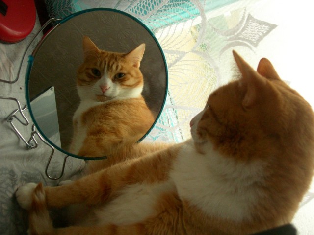 ̶К̶о̶р̶о̶н̶  Котовторник!