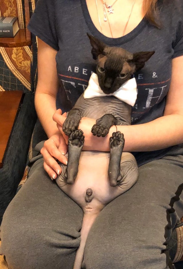 Котовторник