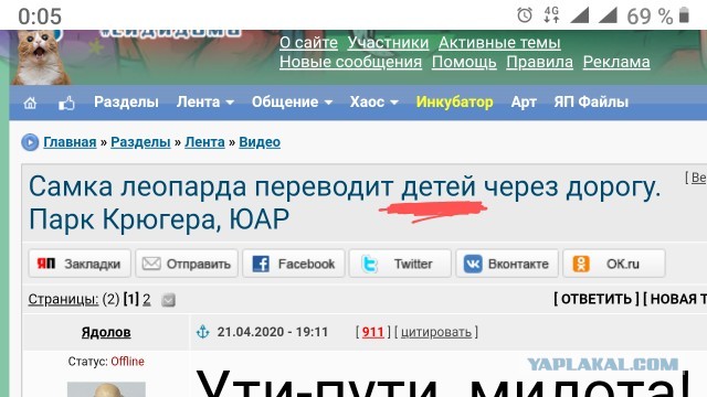 Самка леопарда переводит детей через дорогу. Парк Крюгера, ЮАР