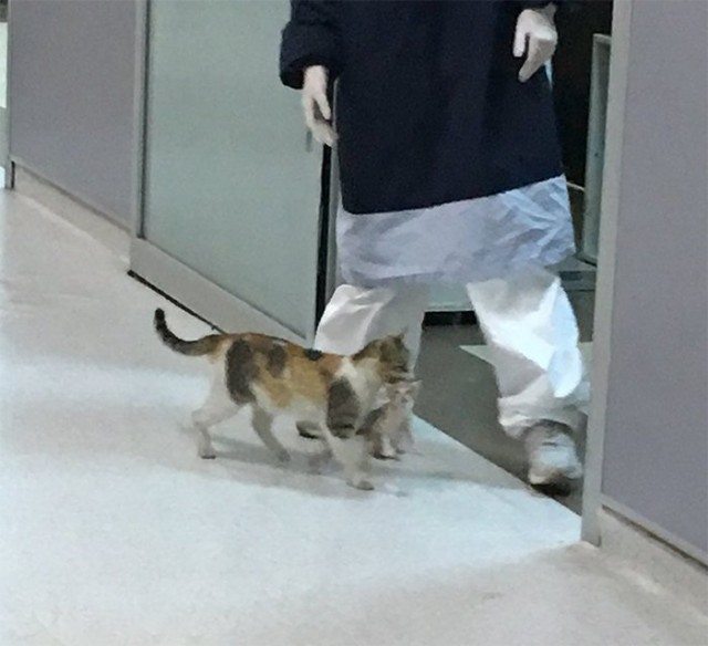 Кошка принесла своего больного котёнка в отделение скорой помощи