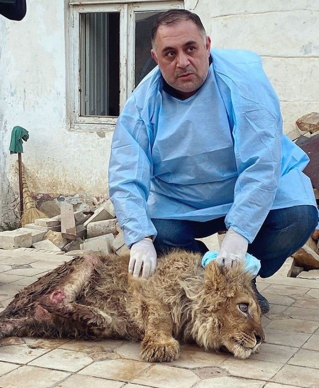 Человеческая жестокость и спасение львёнка Симба