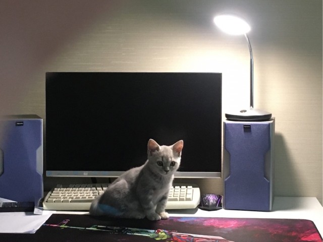 Ну, с котовторником!