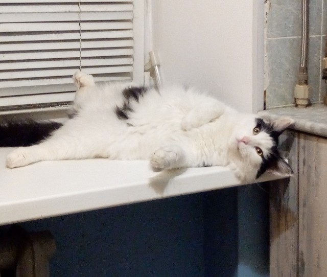 Котаны со странностями