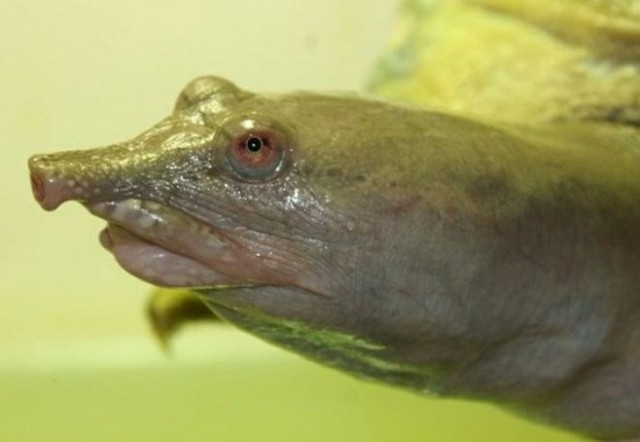 Трионикс Дальневосточный: Самая опасная черепаха России