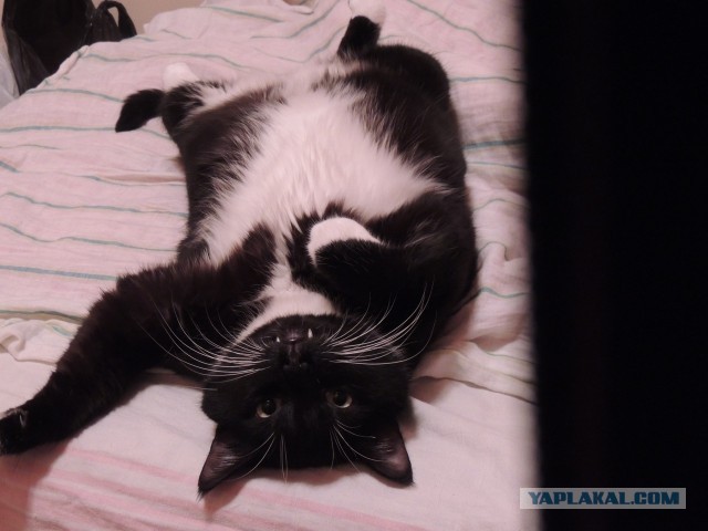 Даешь котовторник!