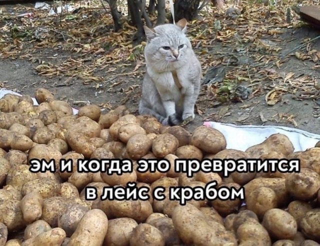 Картинки о животных, прямо и косвенно