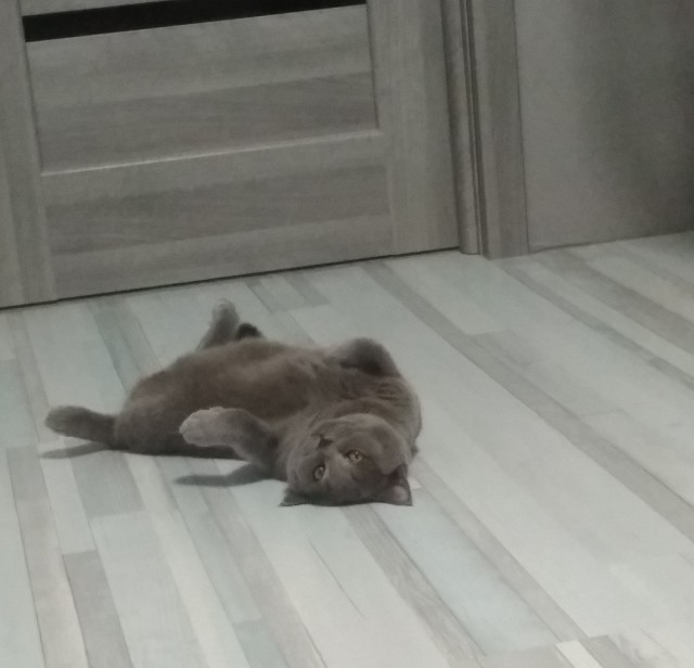 Кем нас считают кошки? Кто мы для них?