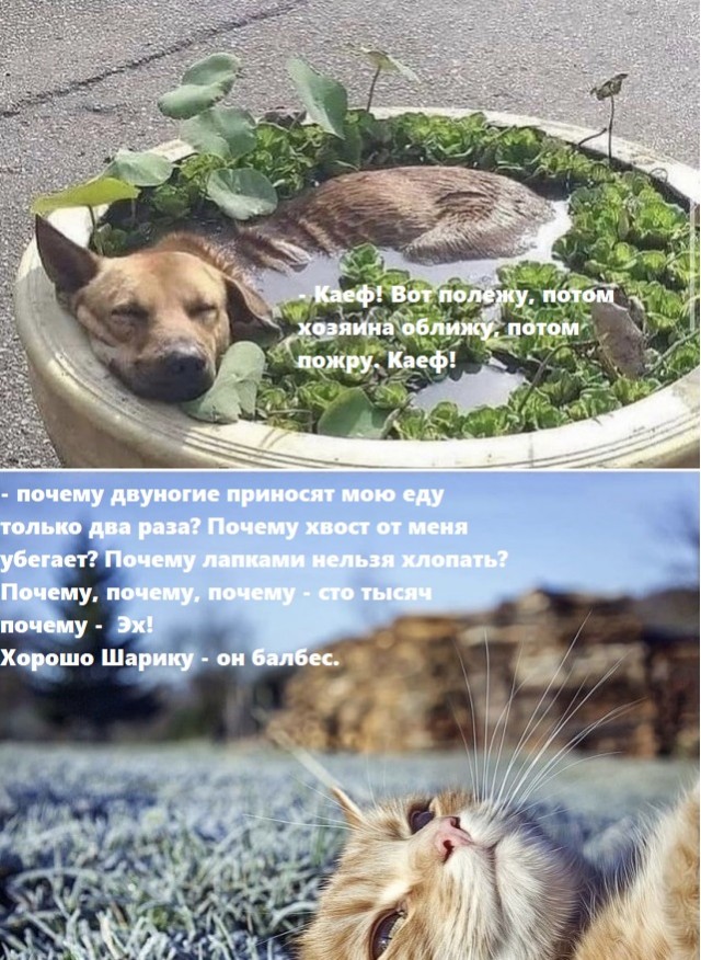 Картинки и мемы для настроения 13.09.2021