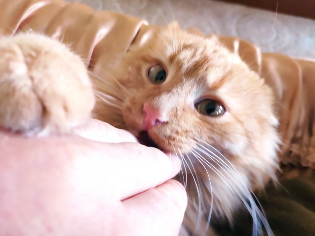 А что это мы котовторник не начинаем? Время пришло!
