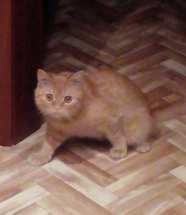 Персик, с днюхой!