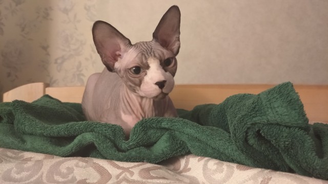У кого какие животные? (Про мужей чур не писать)