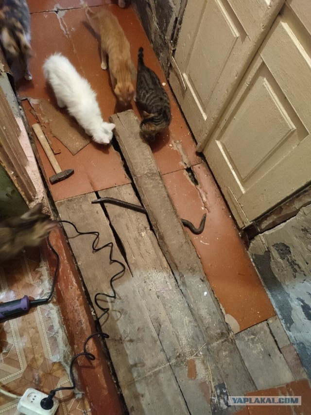 Котики в беде