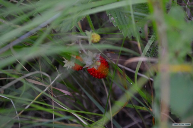 Отдых по-русски.