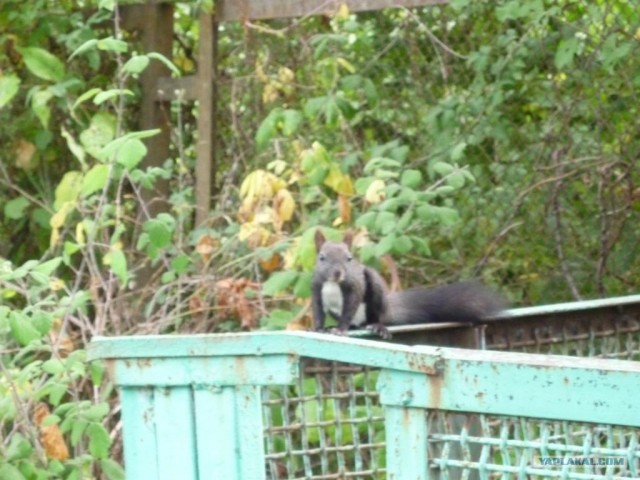 Абхазия там где....