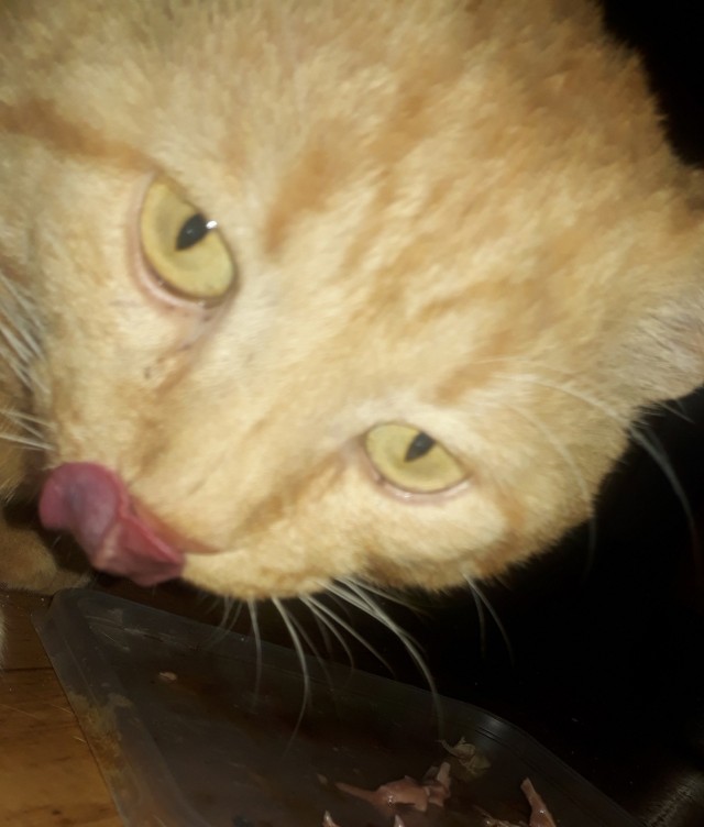 Немного милоты в котовторник