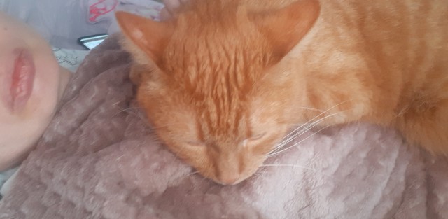 А как вы спите с котиком?