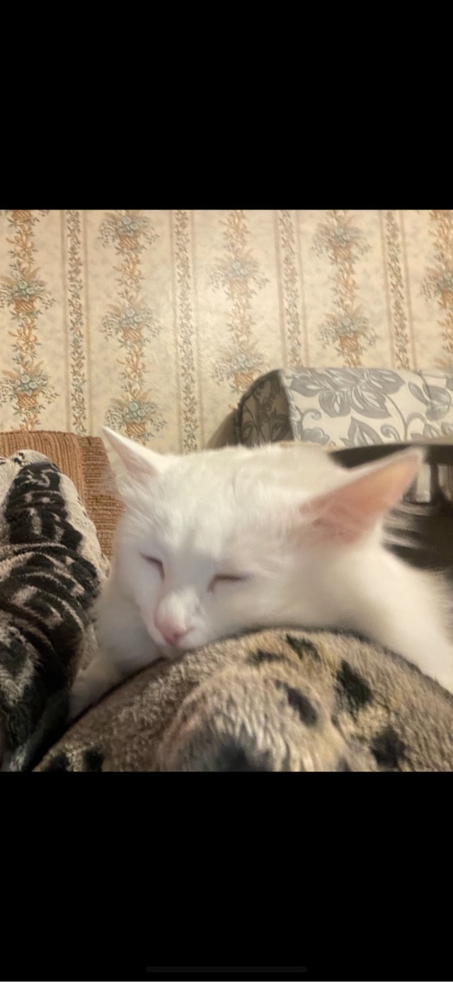Муська отдыхает на двери