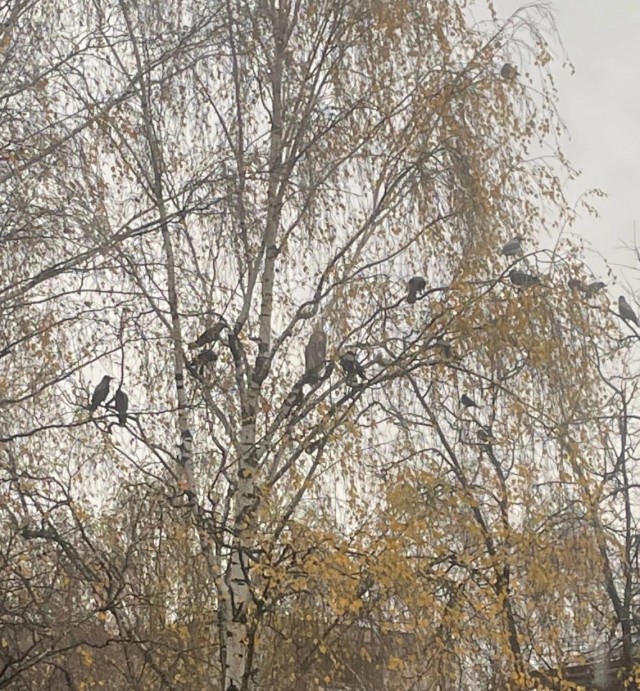 Куда пропали гопники? Их есть у меня