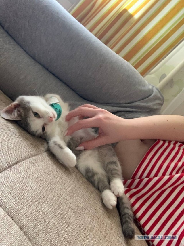 Котовторник. Котенок Кисель