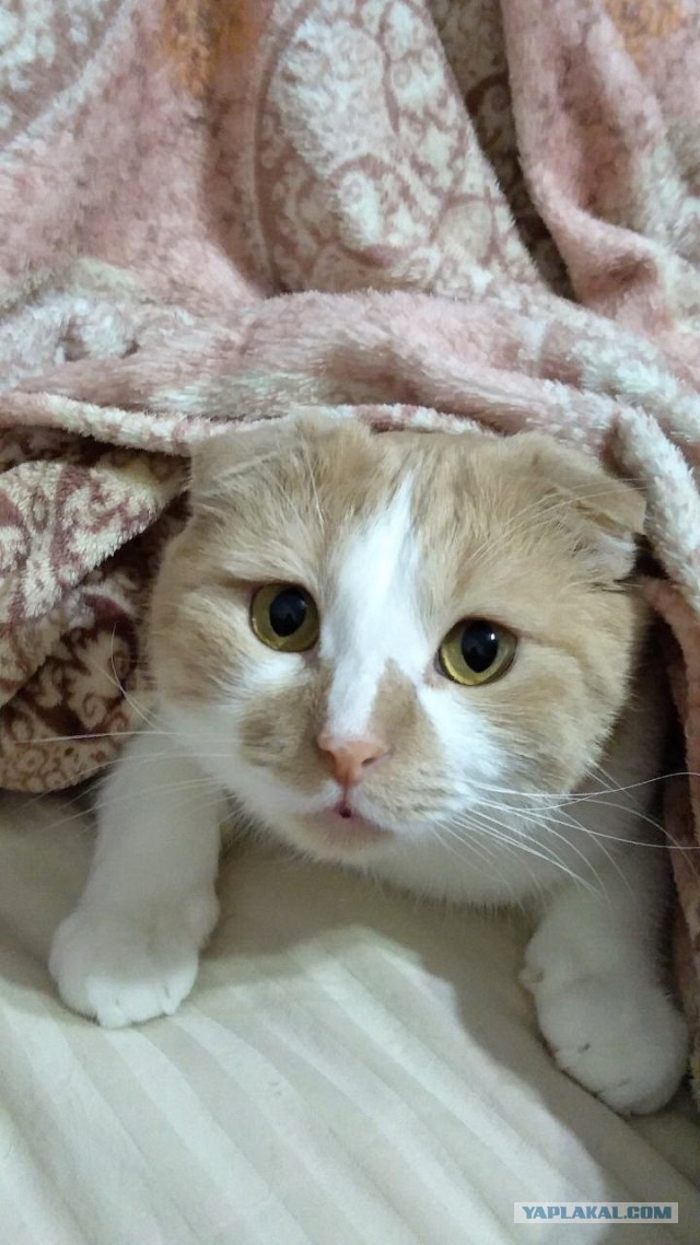 Вторник, сэр кот