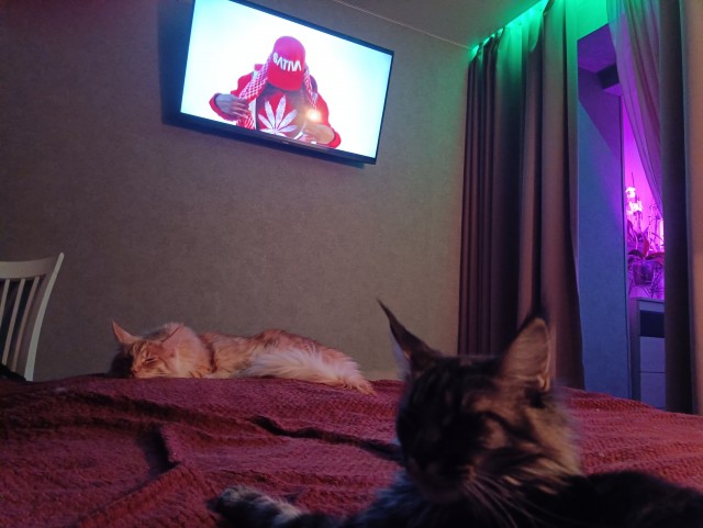 Кошка