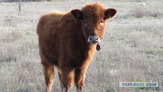 Крым в феврале или "Не стреляйте в белых лебедей!"