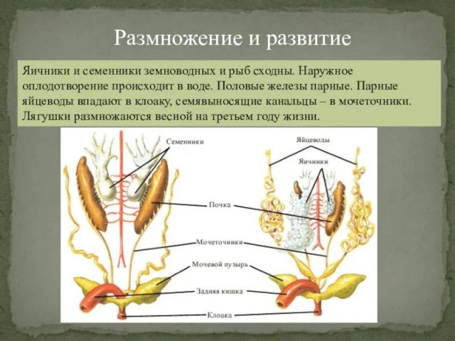 Спор с подругой на ночь: это хвостик или нет?