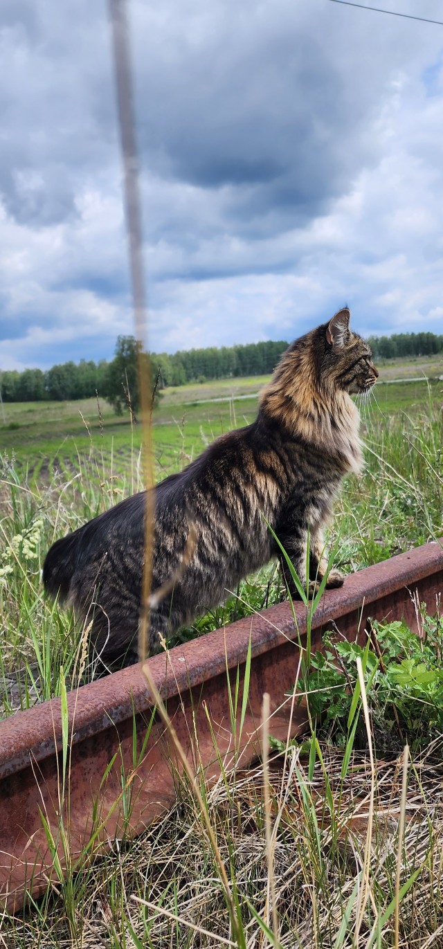 Котовторник! 16+ Коллеги-рабы, отмечаемся, у кого хозяину много лет!
