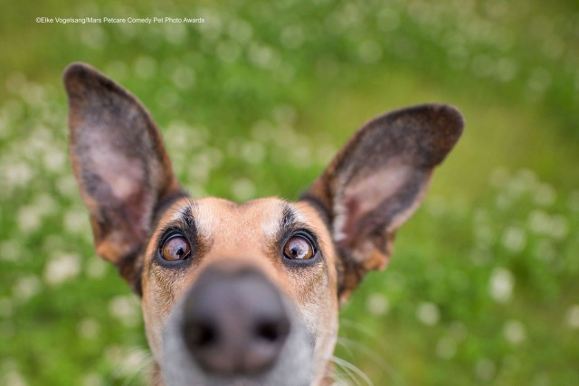 Comedy Pet Photo Awards 2020