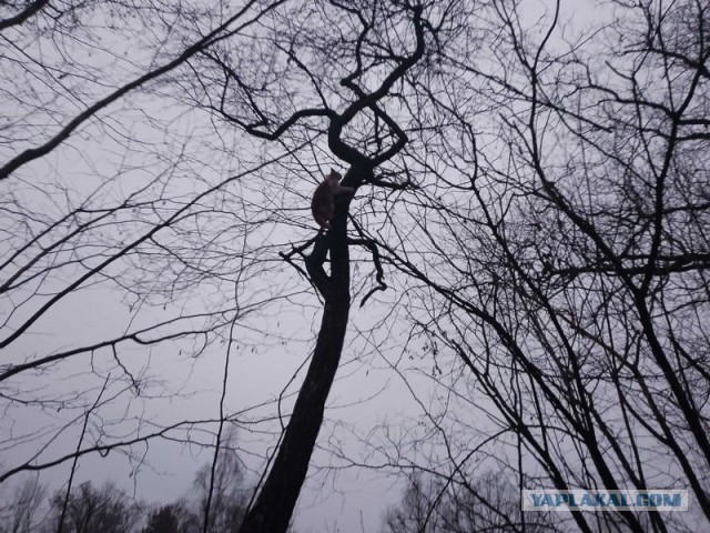 Жизнь домашнего приюта для котеек 472